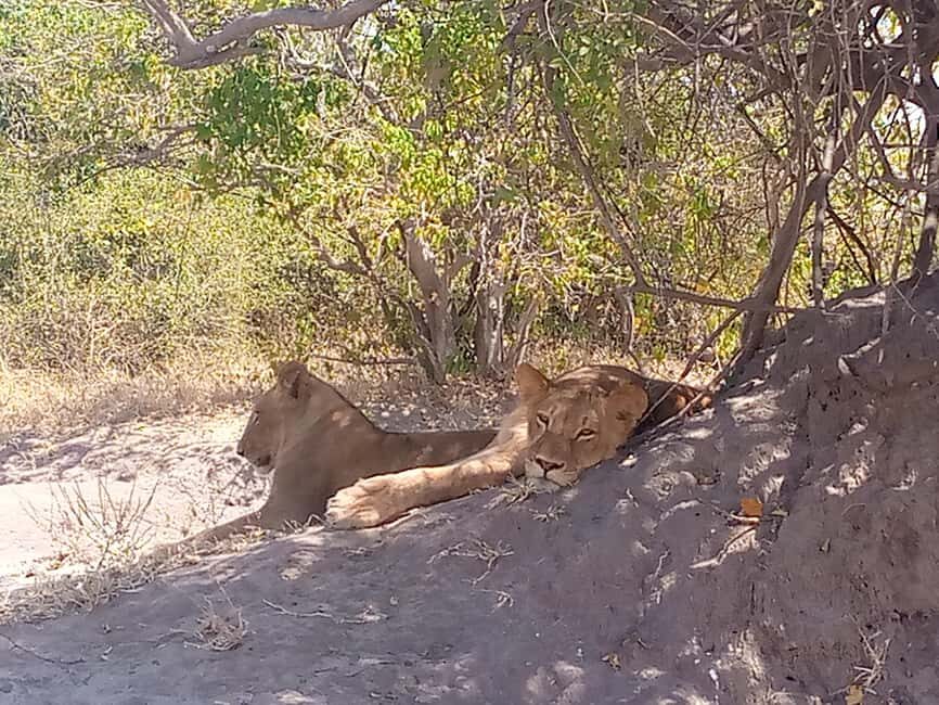 Tour Operator, River Cruises and Safari drives in the Chobe - Exploring the Experience: What to Expect