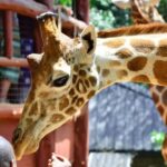 Tour to Giraffe Center from Nairobi - FAQ