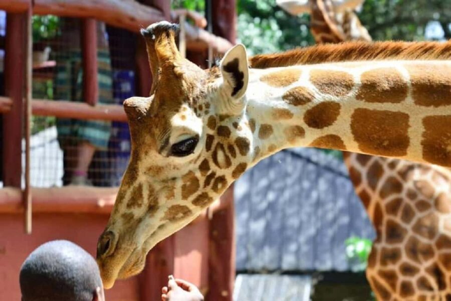 Tour to Giraffe Center from Nairobi - FAQ
