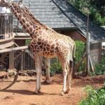 TOUR TO KAREN BLIXEN, GIRAFFE CENTRE & LUNCH AT CARNIVORE - A Complete Look at the Tour Experience