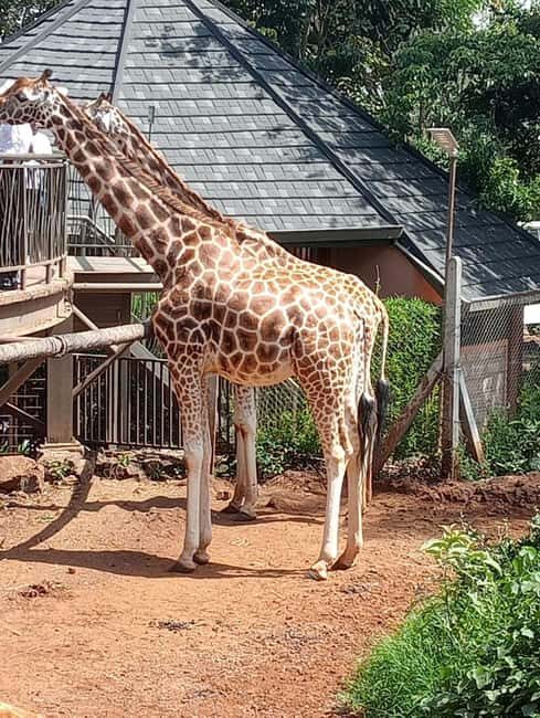 TOUR TO KAREN BLIXEN, GIRAFFE CENTRE & LUNCH AT CARNIVORE - A Complete Look at the Tour Experience
