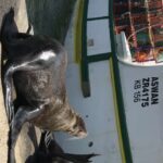 Tours from Cape Town: Penguins & Cape of Good Hope Tours - What the Tour Includes and Excludes