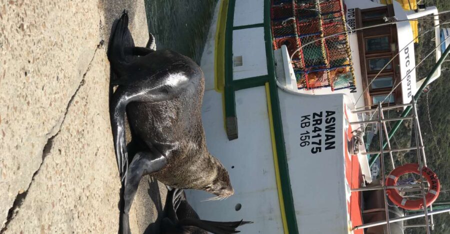 Tours from Cape Town: Penguins & Cape of Good Hope Tours - What the Tour Includes and Excludes