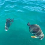 Townsville: Magnetic Island Snorkeling by Jet Ski - Itinerary Breakdown