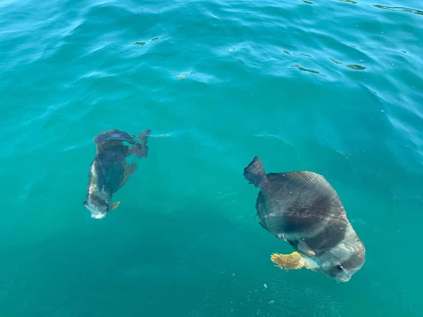 Townsville: Magnetic Island Snorkeling by Jet Ski - Itinerary Breakdown