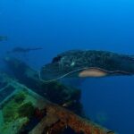 Townsville or Magnetic Island: Yongala Wreck Dive Day Trip - Authentic Experiences from Other Travelers