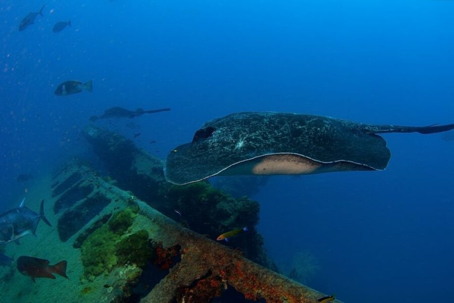 Townsville or Magnetic Island: Yongala Wreck Dive Day Trip - Authentic Experiences from Other Travelers