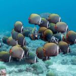Traditional Lunch Break, Kuza Cave Tour, Paje Beach Tour - Practical Details and What to Expect