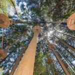 Treetops Adventure The Hills - Tree Ropes Course - Final Thoughts