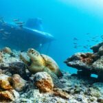 Triolet: Submarine Dive with Hotel Transfers - The Experience in Detail: Why It Works