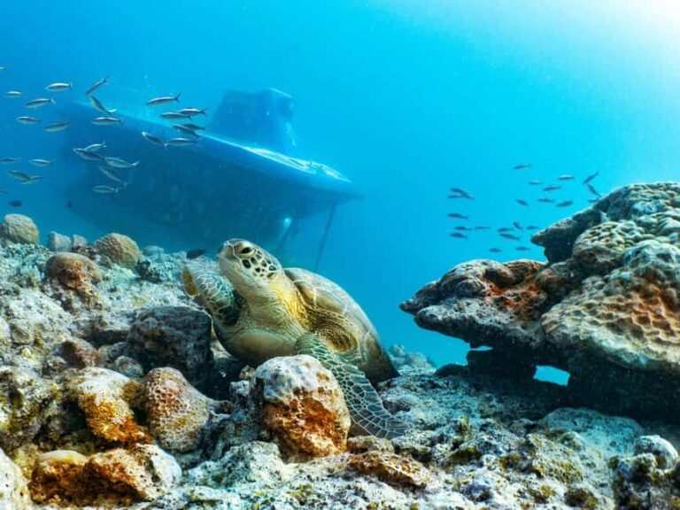 Triolet: Submarine Dive with Hotel Transfers - The Experience in Detail: Why It Works