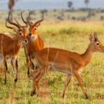 trips to Murchison falls gorillas/jinja /Serengeti /massia - The Sum Up