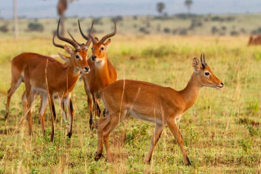 trips to Murchison falls gorillas/jinja /Serengeti /massia - The Sum Up