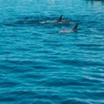 Trou D'Eau Douce: 5 island tour Mauritius with lunch/drinks - A Deep Dive into the 5 Island Experience