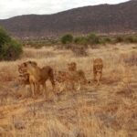 Tsavo East and West: 3- Day Wildlife Safari From Mombasa - Why This Safari Offers Great Value
