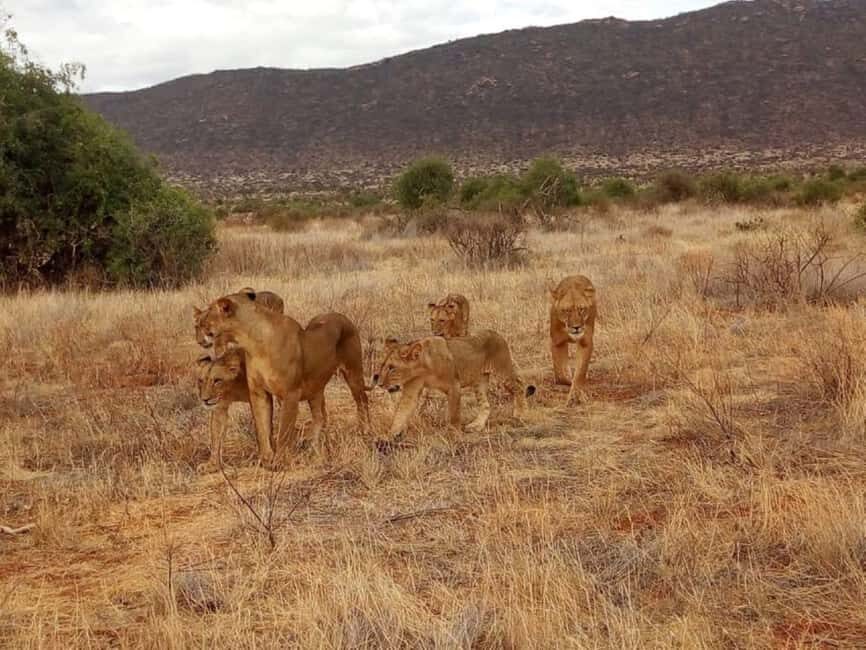 Tsavo East and West: 3- Day Wildlife Safari From Mombasa - Why This Safari Offers Great Value