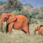 Tsavo East from Mombasa /Port/Diani- Small Group - The Transport & Group Experience