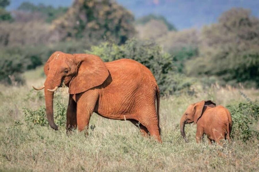 Tsavo East from Mombasa /Port/Diani- Small Group - The Transport & Group Experience