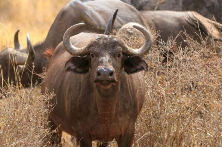 Tsavo East National Park : 2 Day Tour From Mombasa - What Makes This Tour Stand Out?