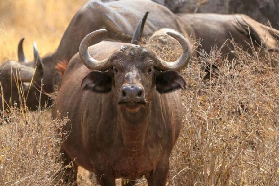 Tsavo East National Park : 2 Day Tour From Mombasa - What Makes This Tour Stand Out?