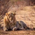 Tsavo East National Park Day Tour From Mombasa - Real Traveler Insights