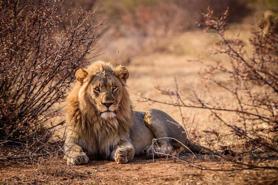 Tsavo East National Park Day Tour From Mombasa - Real Traveler Insights