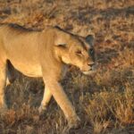 Tsavo East National Park Day Trip - Itinerary Breakdown: What You Can Expect
