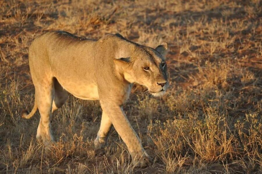 Tsavo East National Park Day Trip - Itinerary Breakdown: What You Can Expect