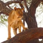 Tsavo East, Tsavo West, Salt Lick and Ngutuni Safari - What’s Included and What to Budget For