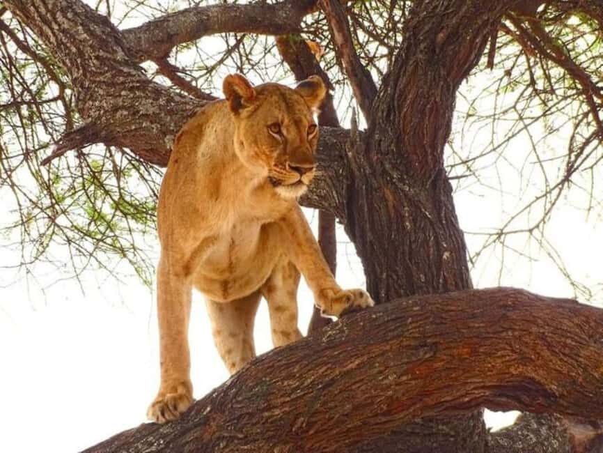 Tsavo East, Tsavo West, Salt Lick and Ngutuni Safari - What’s Included and What to Budget For