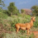Tsavo Express 3 Days/ 2 Nights ( Comfort) - The Practical Side: Transport, Lodge Quality, and Value
