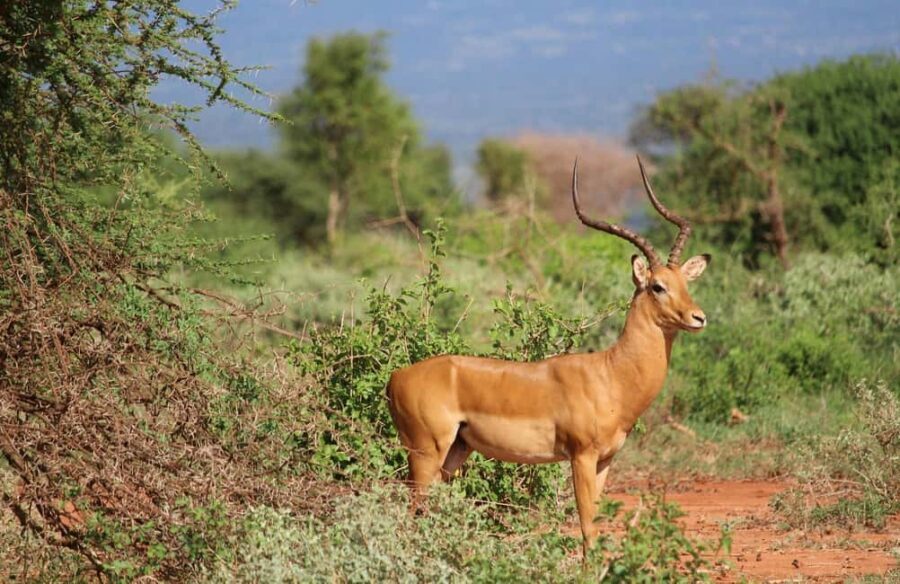 Tsavo Express 3 Days/ 2 Nights ( Comfort) - The Practical Side: Transport, Lodge Quality, and Value