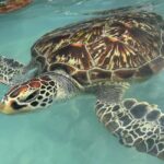TURTLE INTERACTION EXPERIENCE & SACRED SWIM AT SALAAM CAVE - What To Expect During the Swim