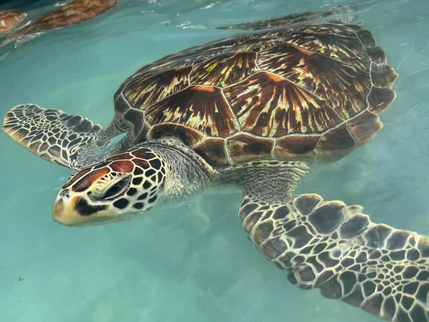 TURTLE INTERACTION EXPERIENCE & SACRED SWIM AT SALAAM CAVE - What To Expect During the Swim