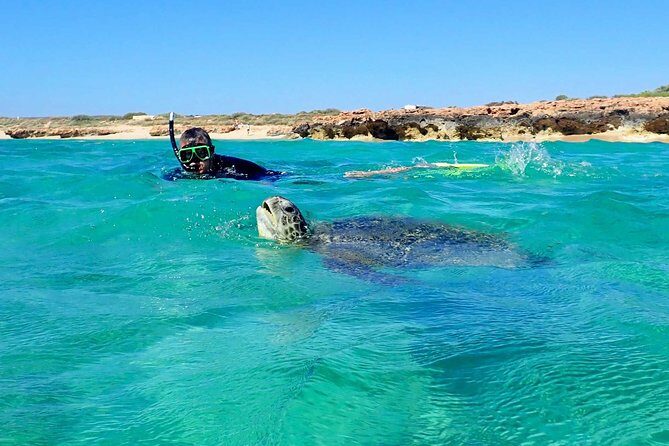 Turtle Tour - Ningaloo Reef Half Day Sea Kayak and Snorkel Tour - Equipment and Comfort: What’s Included
