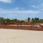 Turtle watching in Boa Vista Island - Who Should Consider This Experience?