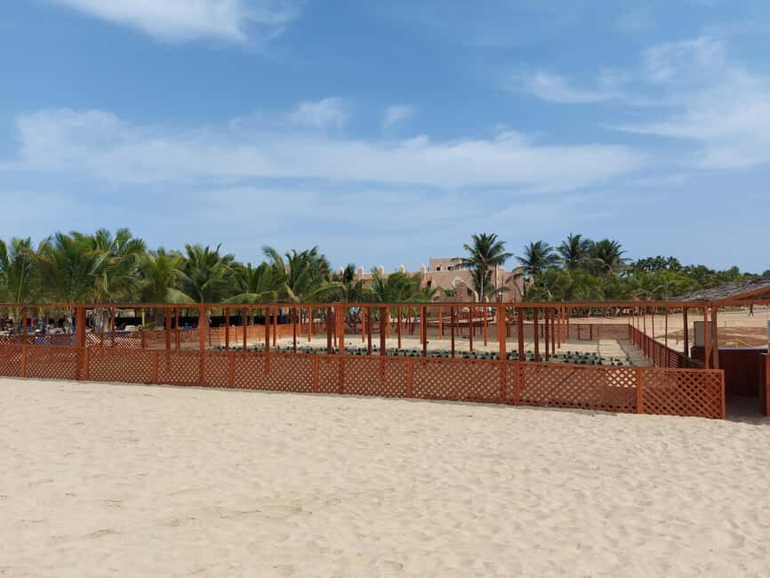 Turtle watching in Boa Vista Island - Who Should Consider This Experience?