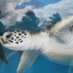 Turtles aquarium half day trip - Exploring Zanzibar’s Turtle Sanctuary