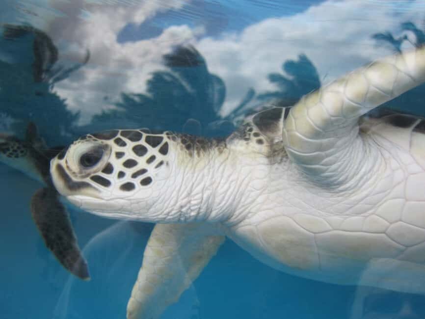 Turtles aquarium half day trip - Exploring Zanzibar’s Turtle Sanctuary