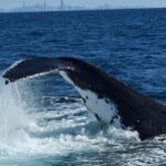 Tweed Heads: Whale Watching Boat Tour - The Experience in Detail