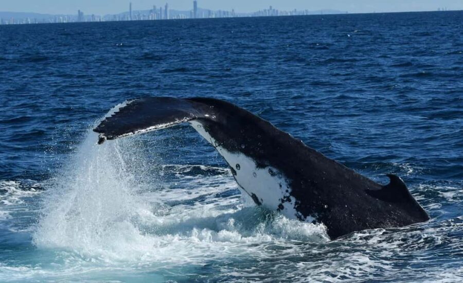 Tweed Heads: Whale Watching Boat Tour - The Experience in Detail