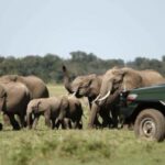 Twyfelfontein: Desert Elephants & Rock Art Private Tour - Introduction: Why This Tour Stands Out
