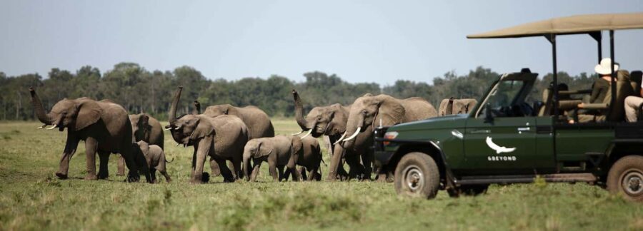 Twyfelfontein: Desert Elephants & Rock Art Private Tour - Introduction: Why This Tour Stands Out