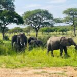 Uganda: 1-Day Murchison Falls Park Safari with Boat Cruise - Who is This Tour Best For?