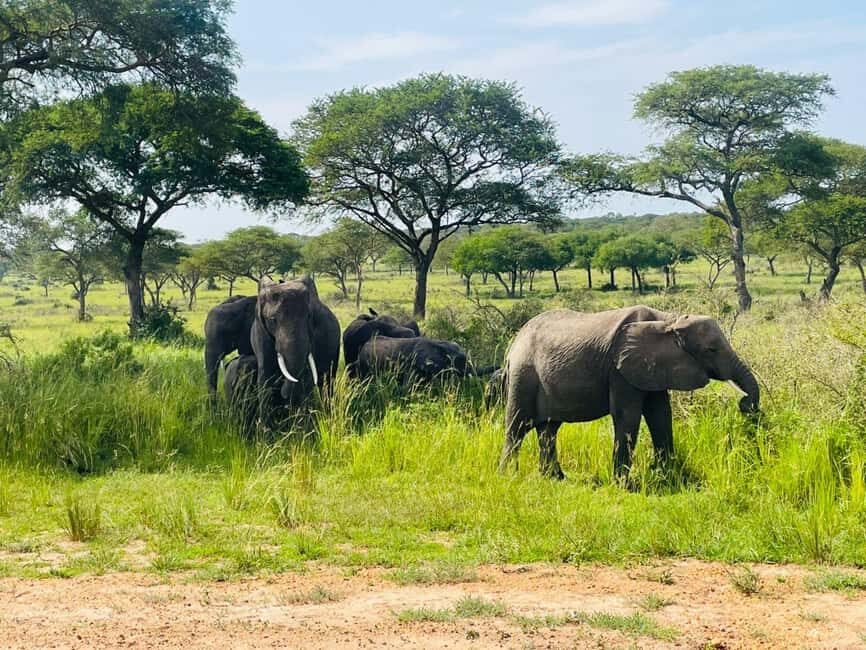 Uganda: 1-Day Murchison Falls Park Safari with Boat Cruise - Who is This Tour Best For?