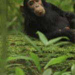 Uganda : 1-Day Ngamba Sanctuary for Chimpanzee Tour - Why This Tour Is a Great Choice