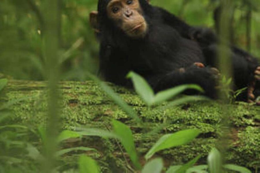 Uganda : 1-Day Ngamba Sanctuary for Chimpanzee Tour - Why This Tour Is a Great Choice