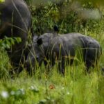 Uganda 10-Day wild and primate safari. - Final Thoughts