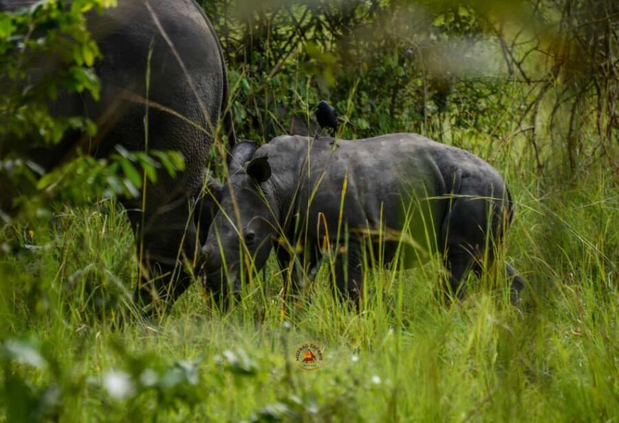 Uganda 10-Day wild and primate safari. - Final Thoughts