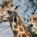 Uganda: 12-Day Gorillas & Wildlife Vacation Safari - Exploring Uganda’s Landscape in 12 Days